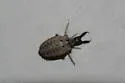 Myrmeleon carolinus