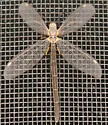Myrmeleon crudelis - photo 2