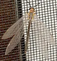 Myrmeleon crudelis - photo 5