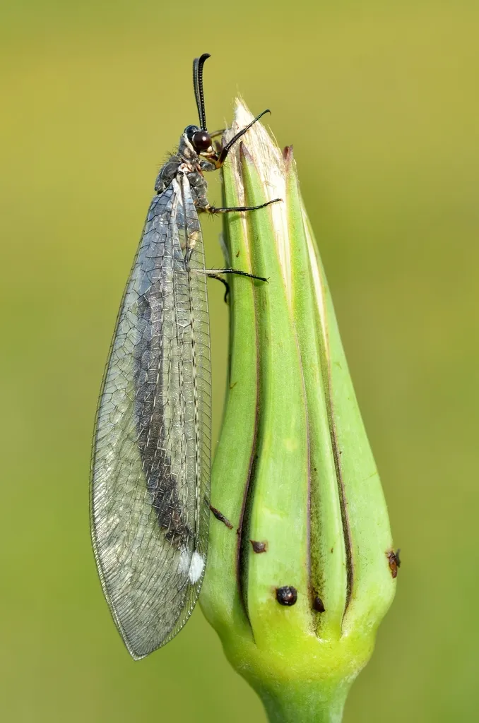 Myrmeleon formicarius - photo 2