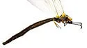 Myrmeleon invisus