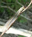 Myrmeleon mobilis