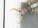 Myrmeleon mobilis - photo 2