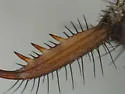 Myrmeleon mobilis - photo 3