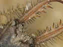 Myrmeleon mobilis - photo 4