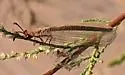 Myrmeleon texanus - photo 2
