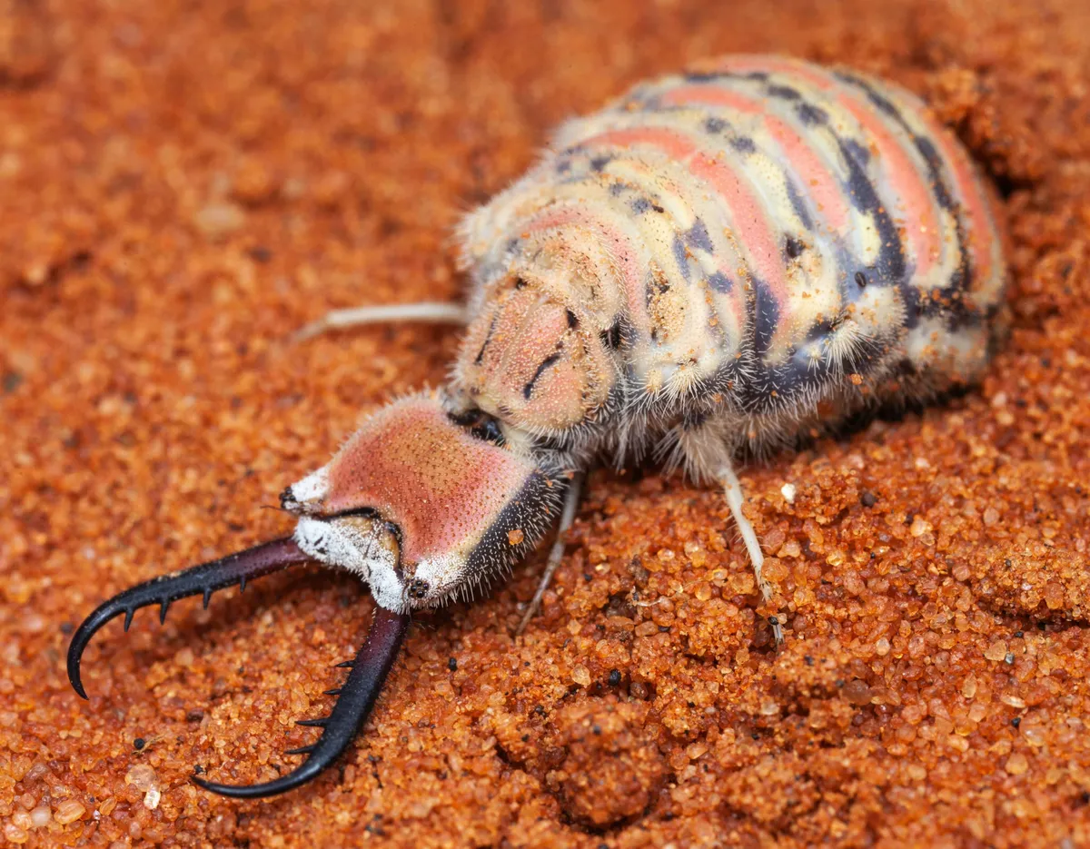 Antlions & Owlflies - photo 2