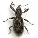 Myrmex arizonicus