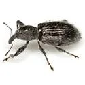 Myrmex arizonicus - photo 2