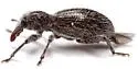 Myrmex arizonicus - photo 4