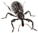Myrmex arizonicus - photo 5