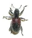 Myrmex basalis