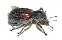 Myrmex basalis - photo 2