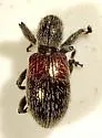 Myrmex basalis - photo 3