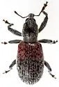 Myrmex basalis - photo 4
