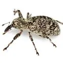 Myrmex carinicollis - photo 4