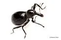 Myrmex chevrolatii - photo 4