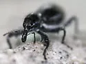 Myrmex chevrolatii - photo 5