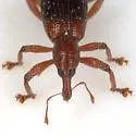 Myrmex dichrous