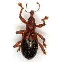 Myrmex dichrous - photo 2