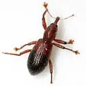 Myrmex dichrous - photo 3