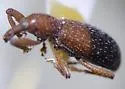 Myrmex dichrous - photo 4
