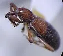 Myrmex dichrous - photo 5