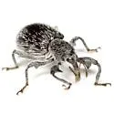 Myrmex egregius