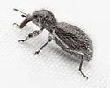 Myrmex egregius - photo 2