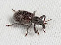 Myrmex egregius - photo 3
