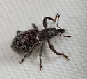 Myrmex egregius - photo 4