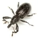 Myrmex egregius - photo 5