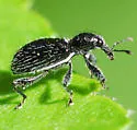 Myrmex floridanus