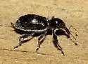 Myrmex floridanus - photo 2