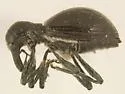 Myrmex floridanus - photo 4