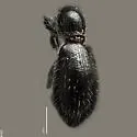 Myrmex gillespiensis