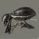 Myrmex gillespiensis - photo 2