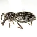 Myrmex horni - photo 2