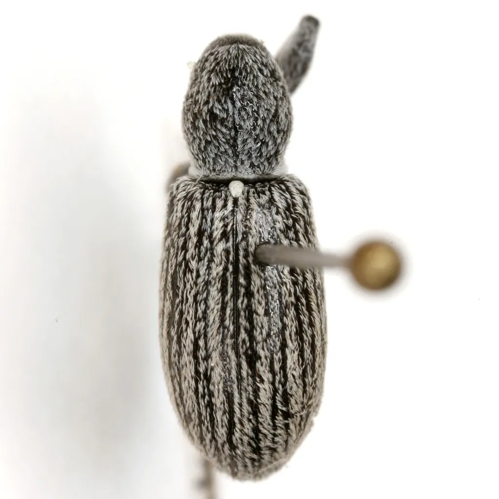 Myrmex insignis - photo 2