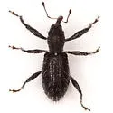 Myrmex knulli - photo 2