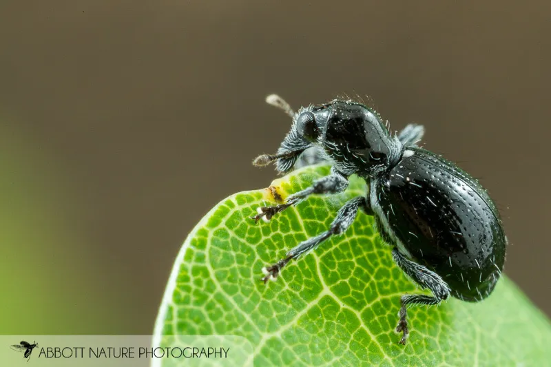 Myrmex laevicollis - photo 2