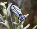 Myrmex lineatus