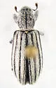 Myrmex lineatus - photo 2