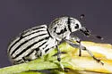 Myrmex lineatus - photo 4