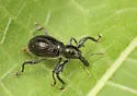 Myrmex myrmex - Myrmex myrmex