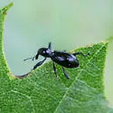Myrmex myrmex - photo 4