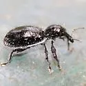 Myrmex myrmex - photo 5
