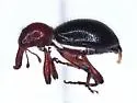 Myrmex ruficornis - photo 2