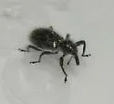 Myrmex scrobicollis - photo 2