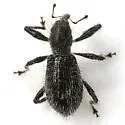 Myrmex scrobicollis - photo 3